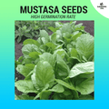 Mustasa Seeds ~ 1000 pcs