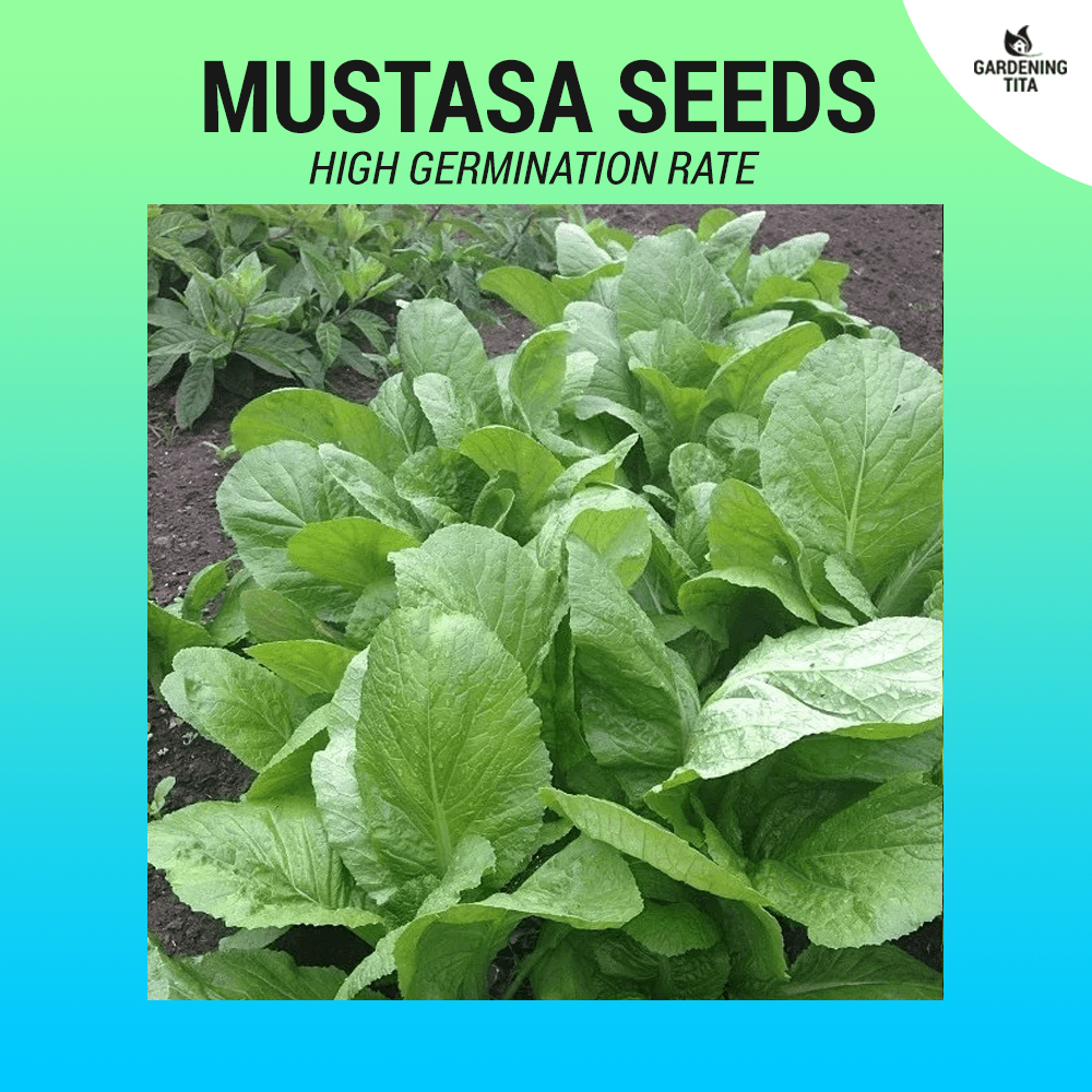 Mustasa Seeds ~ 1000 pcs