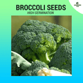 Broccoli Seeds ~140 pcs