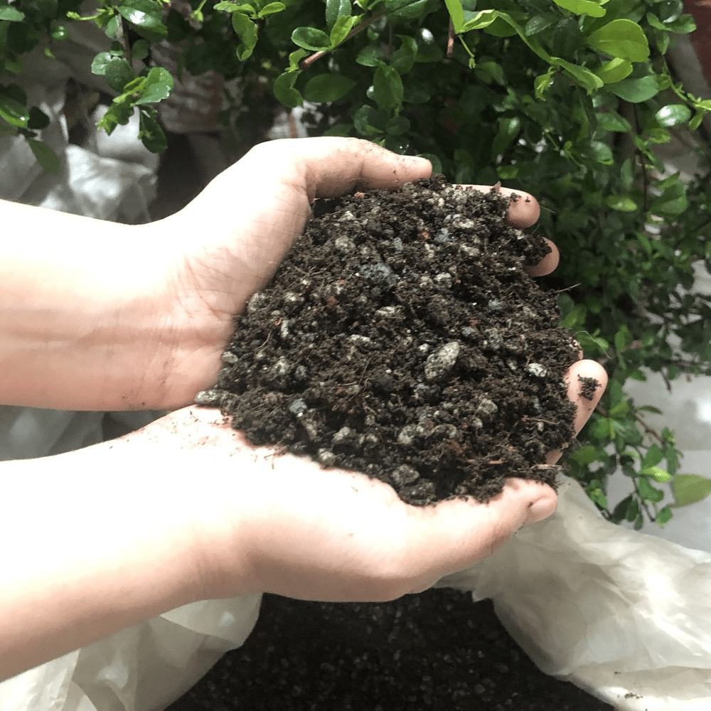 Cactus &amp; Succulent Potting Mix / CNS Potting Mix
