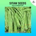 Sitaw Seeds (String beans) ~32 pcs