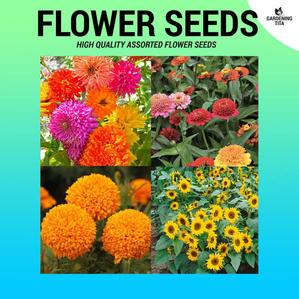 4 in 1 Assorted Flower Seeds Sulit Pack - For Planting