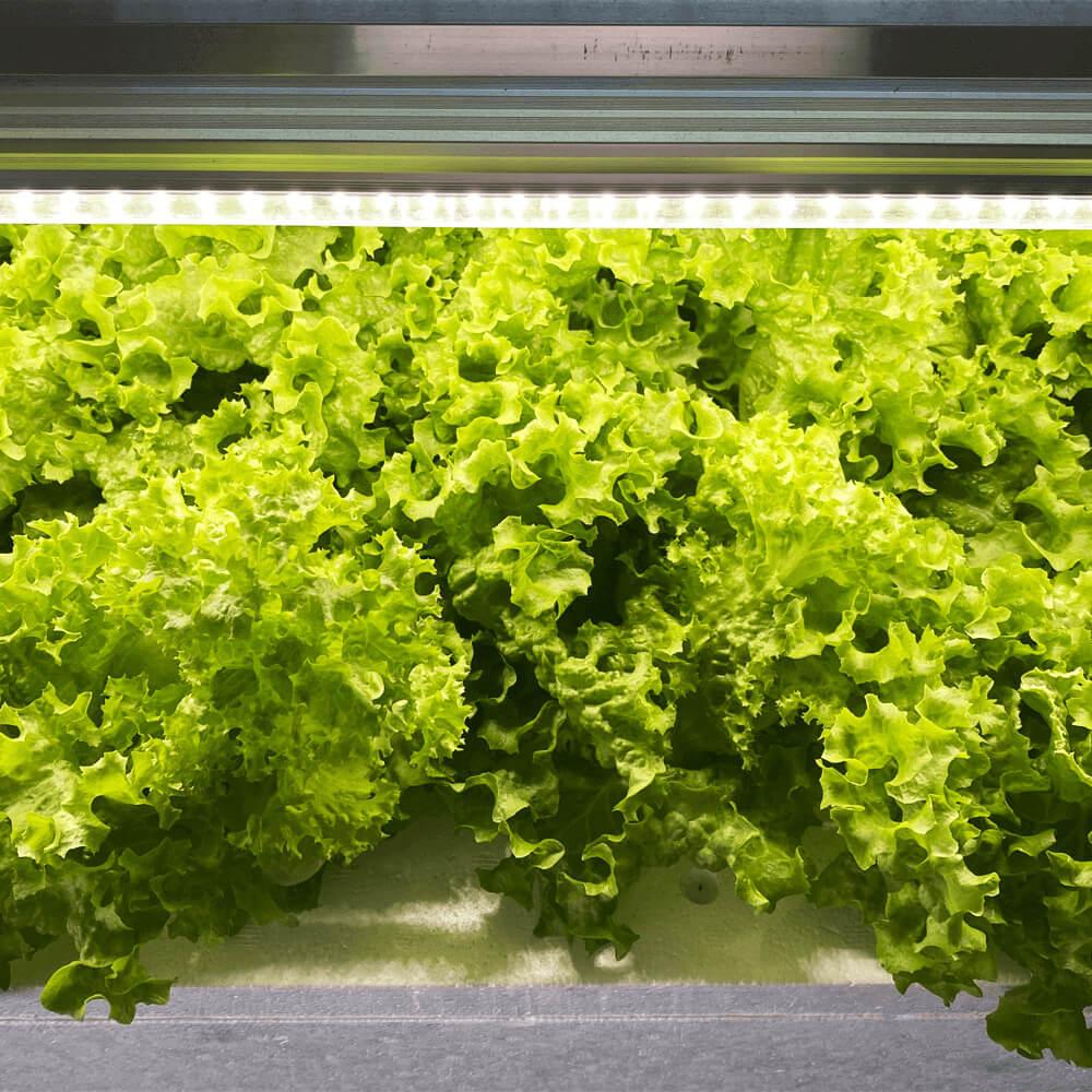 Gardening Tita Full Spectrum Growlights - for hydroponics / indoor gardening / vertical farming