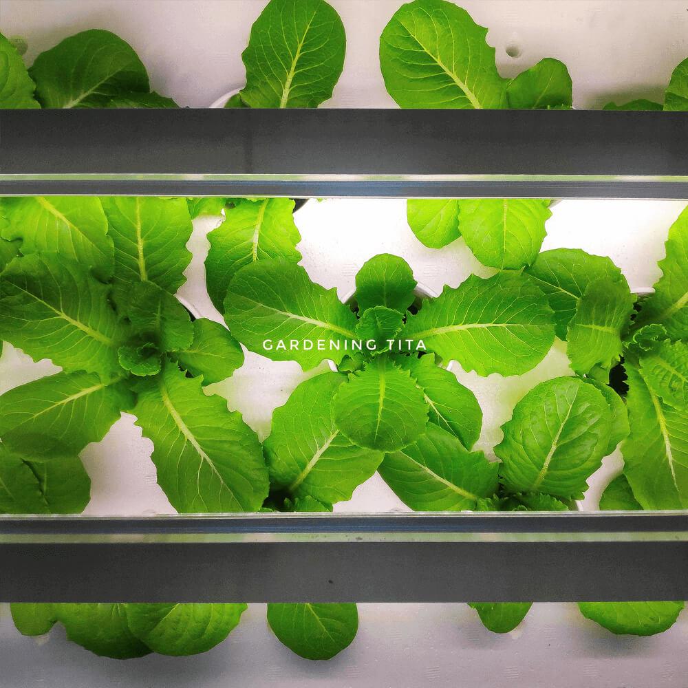 Gardening Tita Full Spectrum Growlights - for hydroponics / indoor gardening / vertical farming