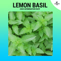 Lemon Basil Seeds (Culinary Herb) ~200pcs