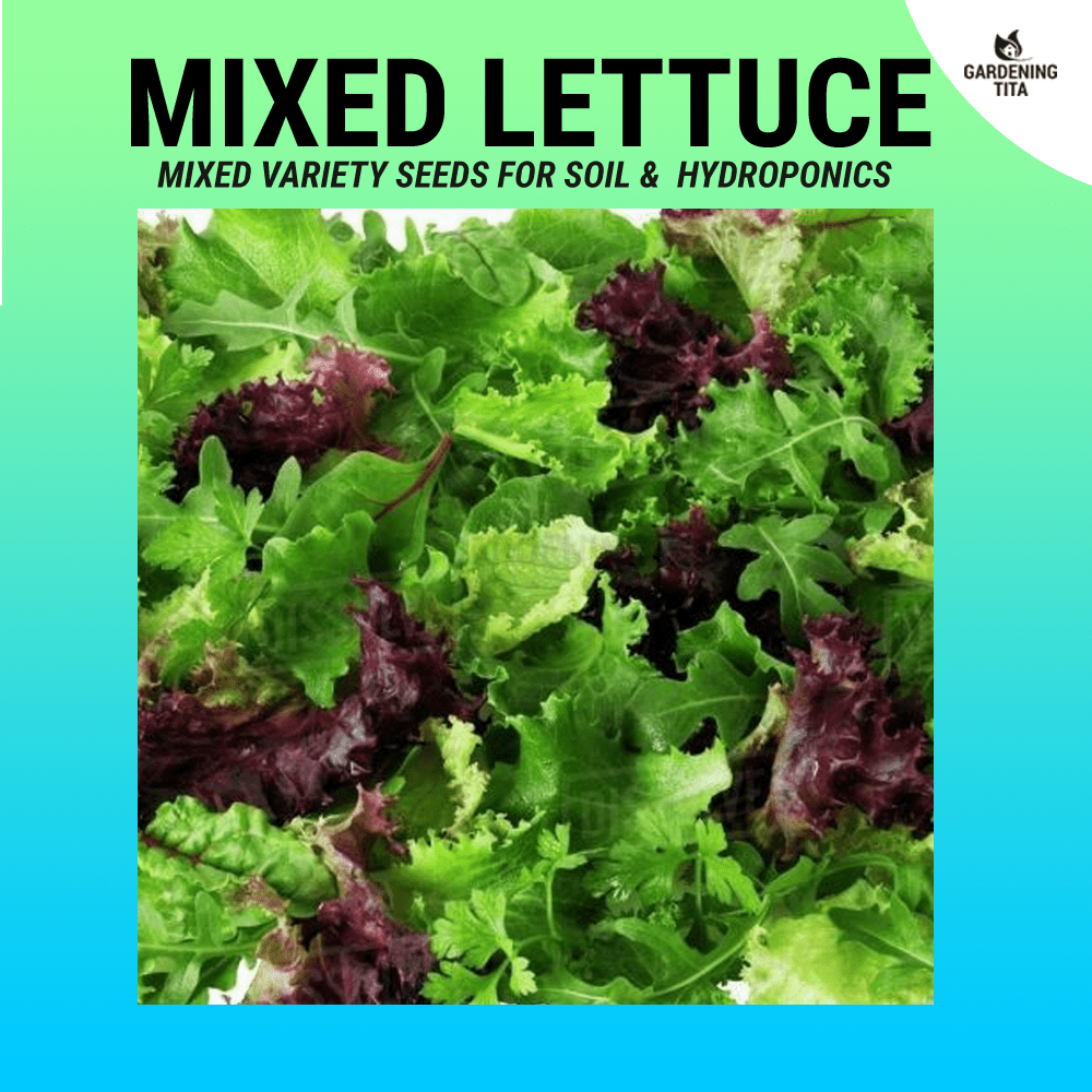 Mixed Variety 4 in 1 Lettuce Seeds, Lettuce seeds for hydroponic (Loose leaf, Romaine, Butterhead)