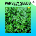 Italian Parsely Seeds - Culinary Herb ~800 seeds