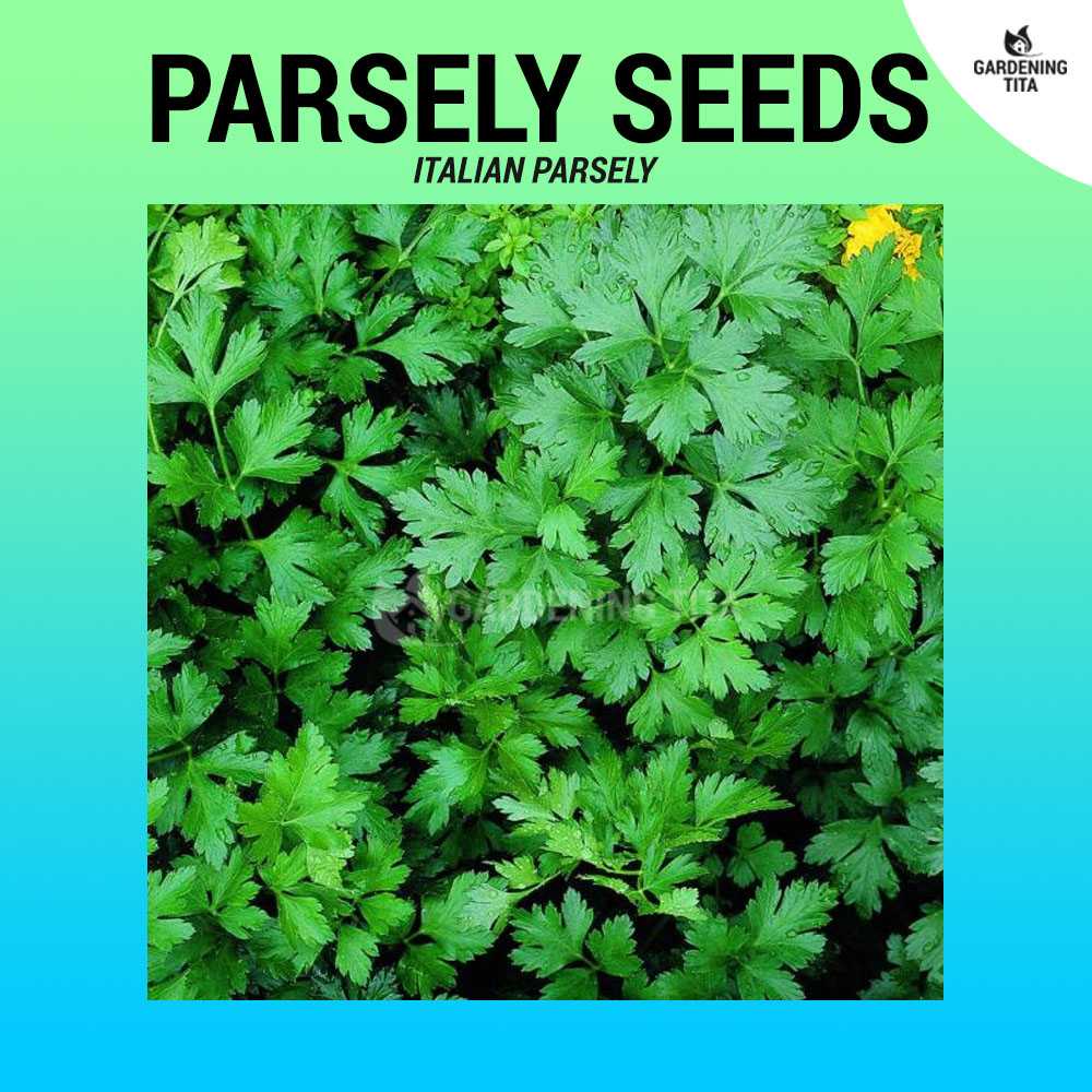 Italian Parsely Seeds - Culinary Herb ~800 seeds