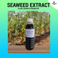 Seaweeds Extract / Fruit and Plant Growth Promoter - Organic Fertilizer for Gardening