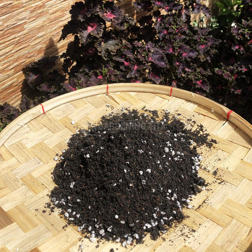 (1L) Gardening Tita Seed Starting Mix / Seed Germination Mix / Soil less Raising Mix