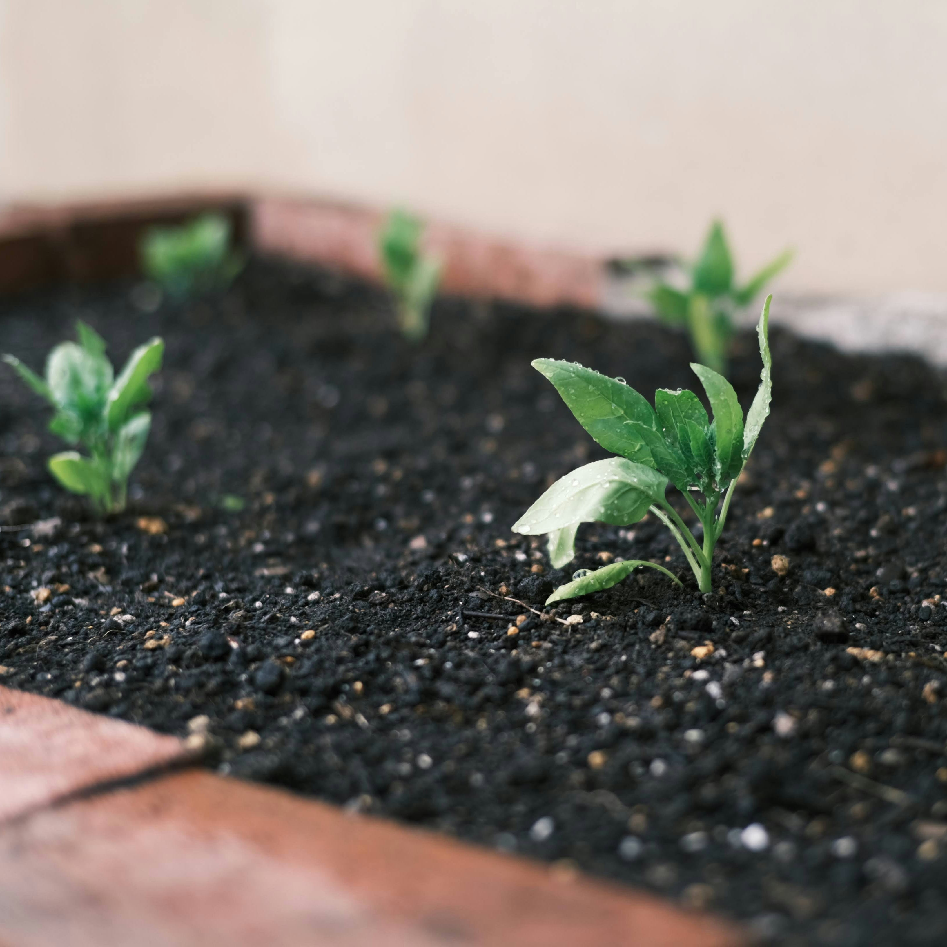 Pure Loam / Garden Soil
