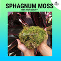 High Quality Spagnum Peat Moss for plants orchids carnivorous plants pet beddings