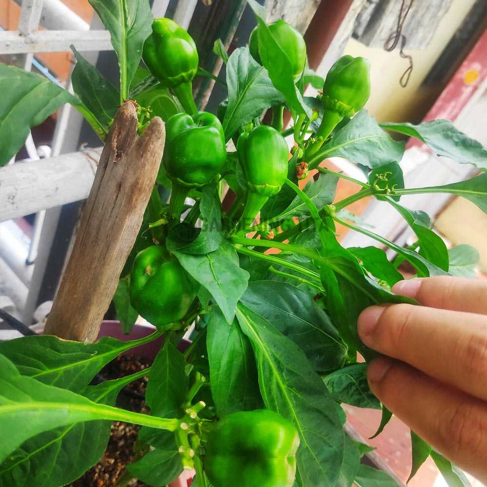 Seaweeds Extract / Fruit and Plant Growth Promoter - Organic Fertilizer for Gardening