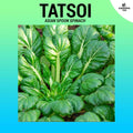 Tatsoi / Asian Spoon Spinach Seeds (High Germination) ~400+ seeds