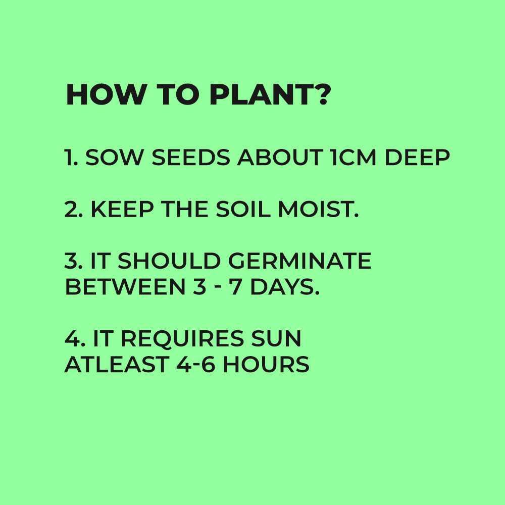 Tatsoi / Asian Spoon Spinach Seeds (High Germination) ~400+ seeds
