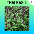 Thai Basil Seeds ~200 pcs