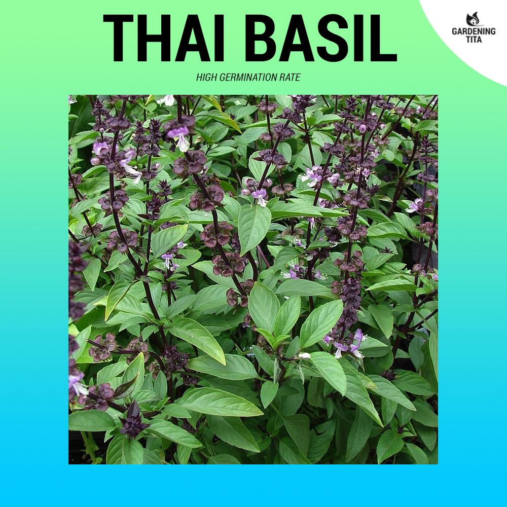 Thai Basil Seeds ~200 pcs