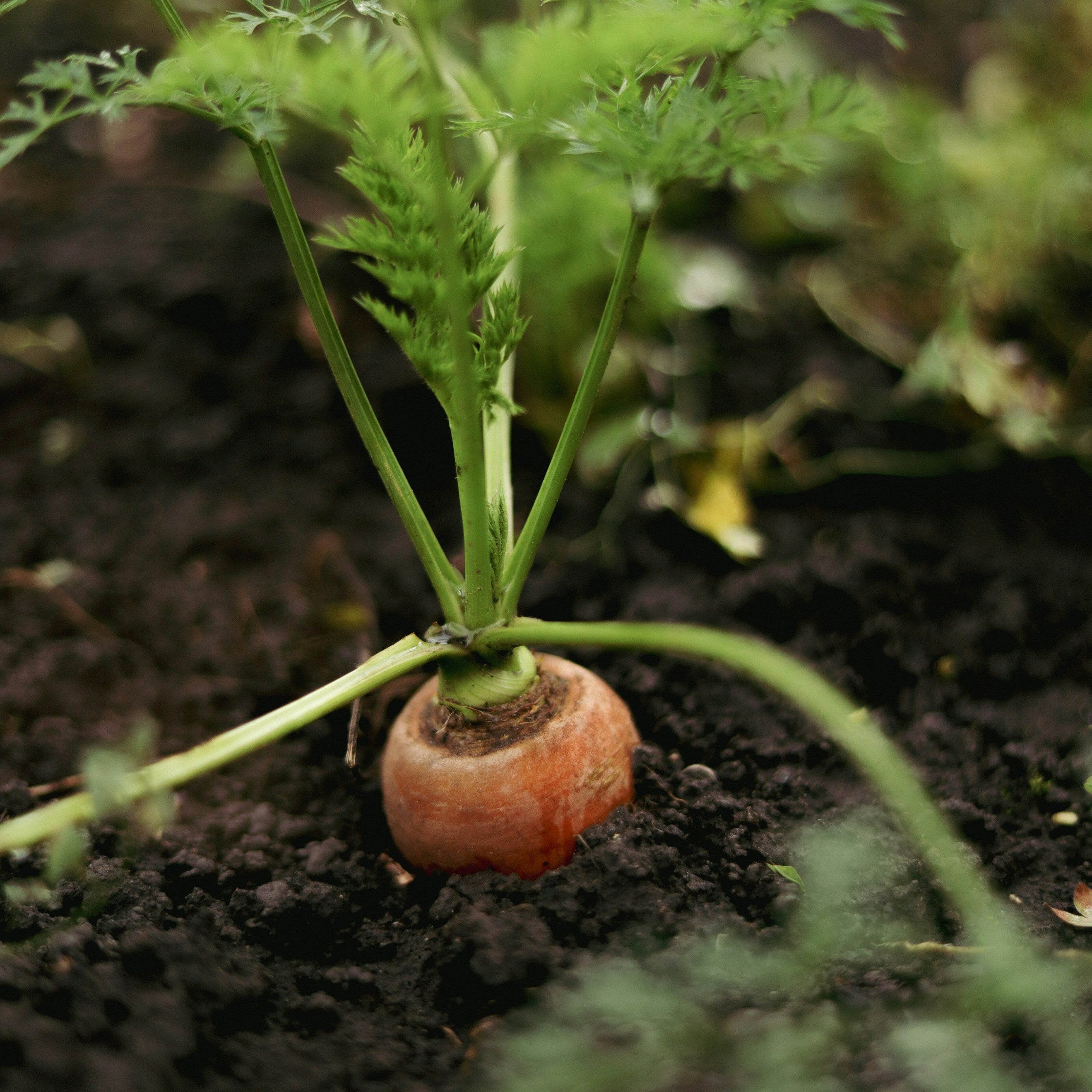 Pure Loam / Garden Soil